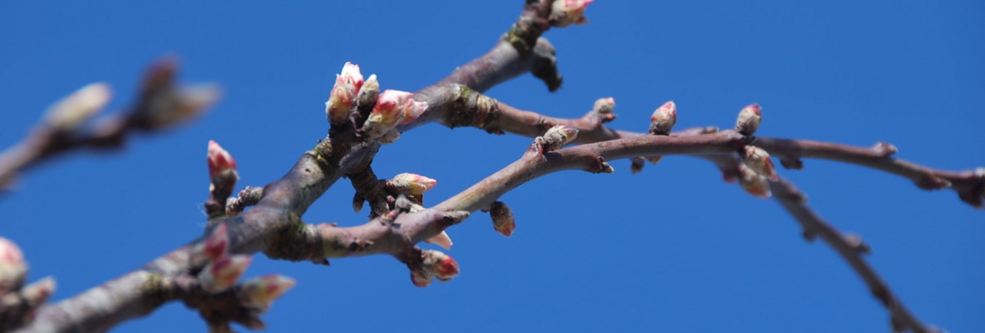 Kirschlüten